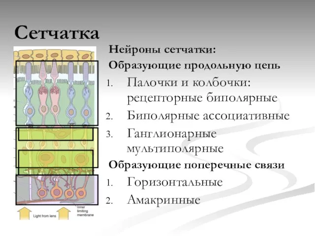 Сетчатка Нейроны сетчатки: Образующие продольную цепь Палочки и колбочки: рецепторные биполярные Биполярные