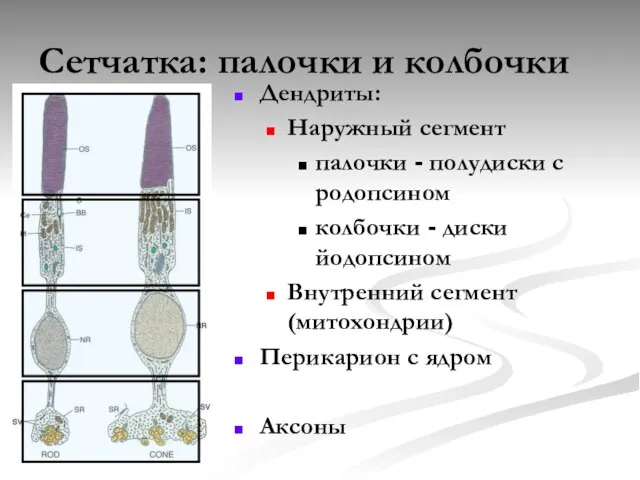 Сетчатка: палочки и колбочки Дендриты: Наружный сегмент палочки - полудиски с родопсином