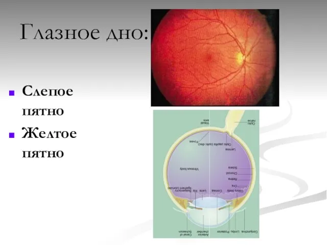 Глазное дно: Слепое пятно Желтое пятно