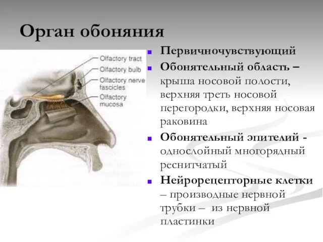 Орган обоняния Первичночувствующий Обонятельный область – крыша носовой полости, верхняя треть носовой