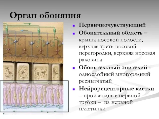 Орган обоняния Первичночувствующий Обонятельный область – крыша носовой полости, верхняя треть носовой