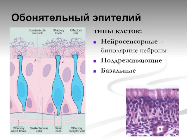 Обонятельный эпителий типы клеток: Нейросенсорные - биполярные нейроны Поддреживающие Базальные