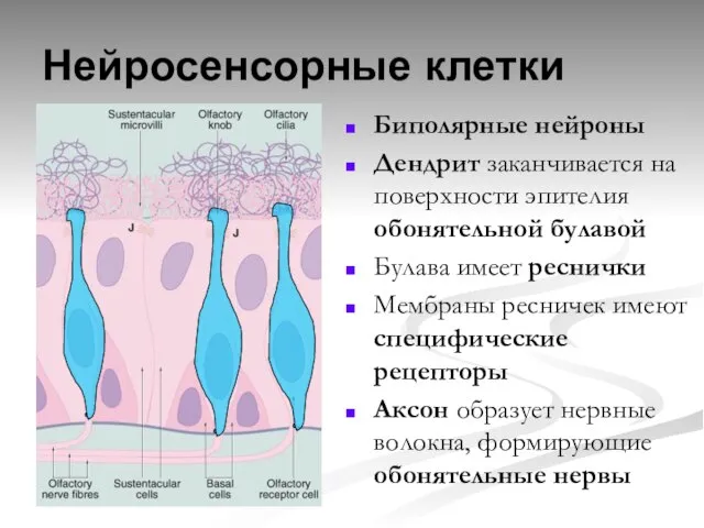 Нейросенсорные клетки Биполярные нейроны Дендрит заканчивается на поверхности эпителия обонятельной булавой Булава