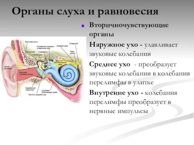 Органы слуха и равновесия Вторичночувствующие органы Наружное ухо - улавливает звуковые колебания