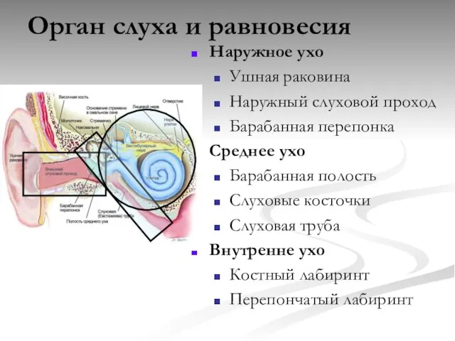 Орган слуха и равновесия Наружное ухо Ушная раковина Наружный слуховой проход Барабанная