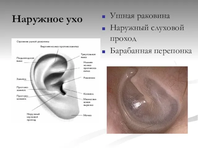 Наружное ухо Ушная раковина Наружный слуховой проход Барабанная перепонка