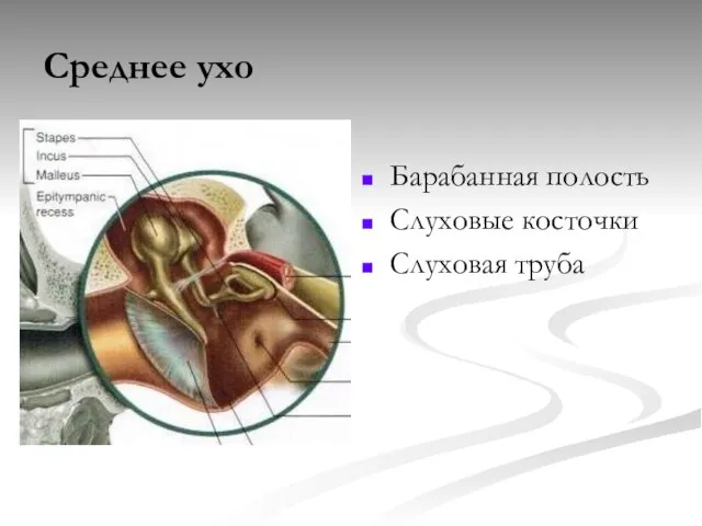 Среднее ухо Барабанная полость Слуховые косточки Слуховая труба