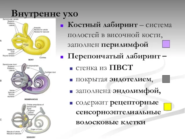 Внутренне ухо Костный лабиринт – система полостей в височной кости, заполнен перилимфой