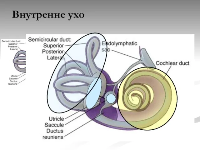 Внутренне ухо Перепончатый лабиринт – Мешочек Маточка Три полукружных канала с расширением на концах (ампулы), Улитка