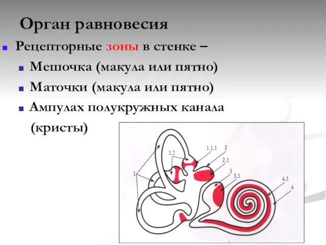 Орган равновесия Рецепторные зоны в стенке – Мешочка (макула или пятно) Маточки