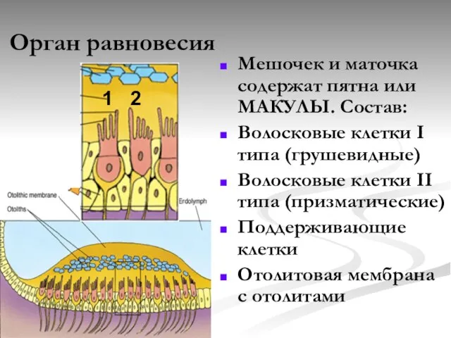 Орган равновесия Мешочек и маточка содержат пятна или МАКУЛЫ. Состав: Волосковые клетки