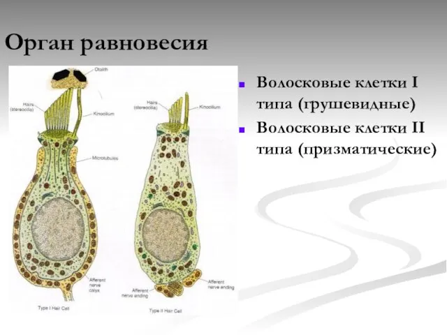 Орган равновесия Волосковые клетки I типа (грушевидные) Волосковые клетки II типа (призматические)