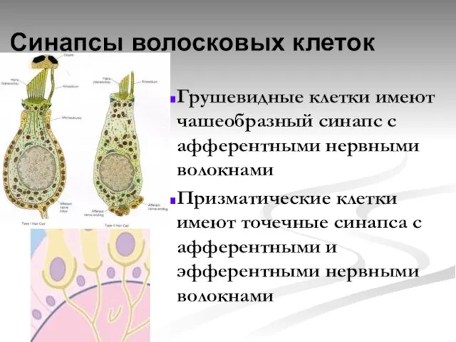 Синапсы волосковых клеток Грушевидные клетки имеют чашеобразный синапс с афферентными нервными волокнами