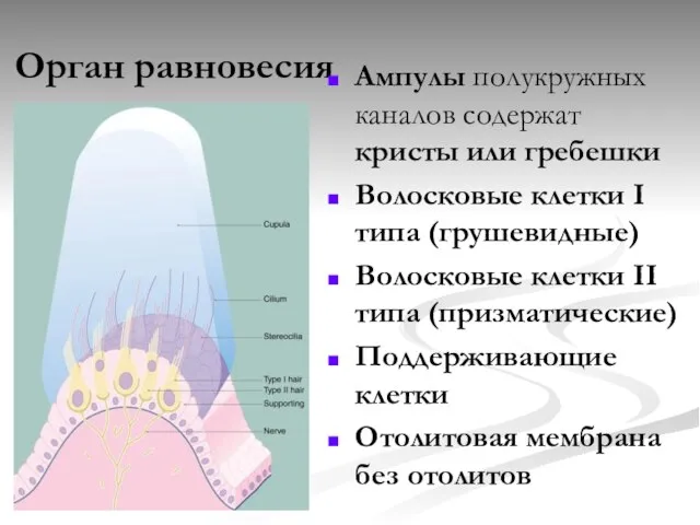 Орган равновесия Ампулы полукружных каналов содержат кристы или гребешки Волосковые клетки I