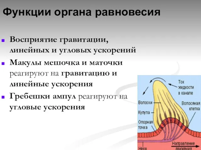 Функции органа равновесия Восприятие гравитации, линейных и угловых ускорений Макулы мешочка и