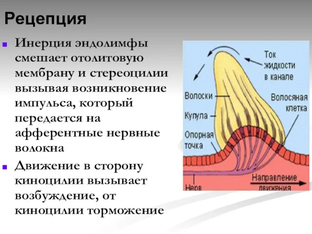 Рецепция Инерция эндолимфы смешает отолитовую мембрану и стереоцилии вызывая возникновение импульса, который