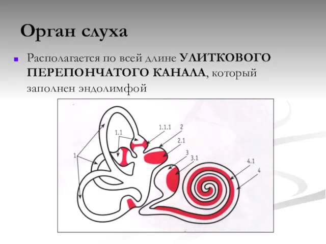 Орган слуха Располагается по всей длине УЛИТКОВОГО ПЕРЕПОНЧАТОГО КАНАЛА, который заполнен эндолимфой