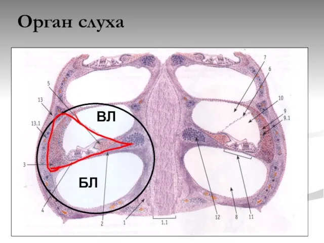 Орган слуха БЛ ВЛ