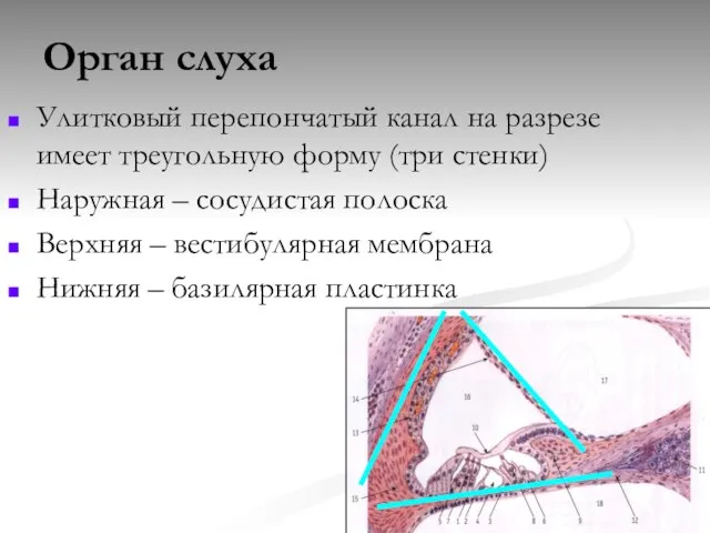 Орган слуха Улитковый перепончатый канал на разрезе имеет треугольную форму (три стенки)