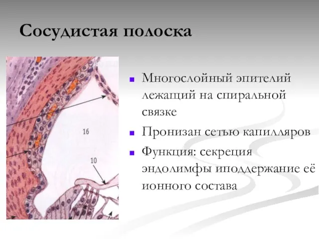 Сосудистая полоска Многослойный эпителий лежащий на спиральной связке Пронизан сетью капилляров Функция: