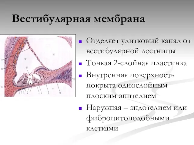 Вестибулярная мембрана Отделяет улитковый канал от вестибулярной лестницы Тонкая 2-слойная пластинка Внутренняя