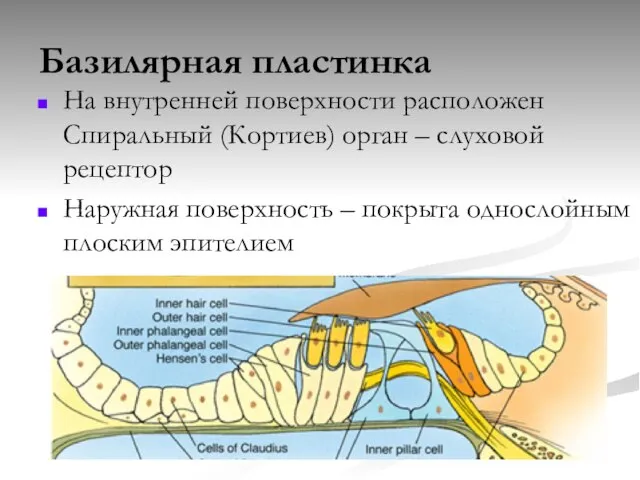 Базилярная пластинка На внутренней поверхности расположен Спиральный (Кортиев) орган – слуховой рецептор