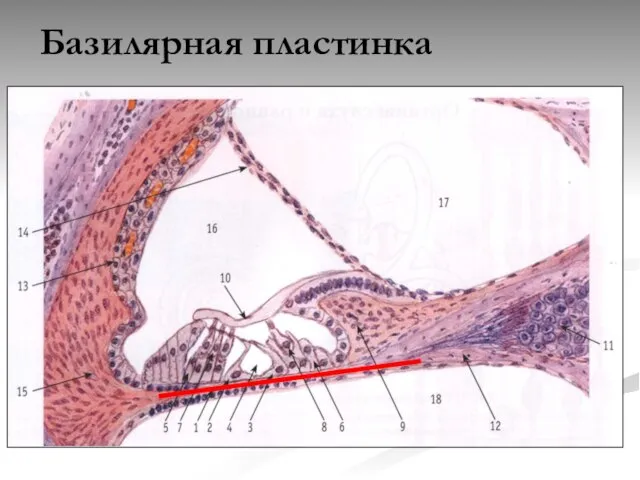 Базилярная пластинка