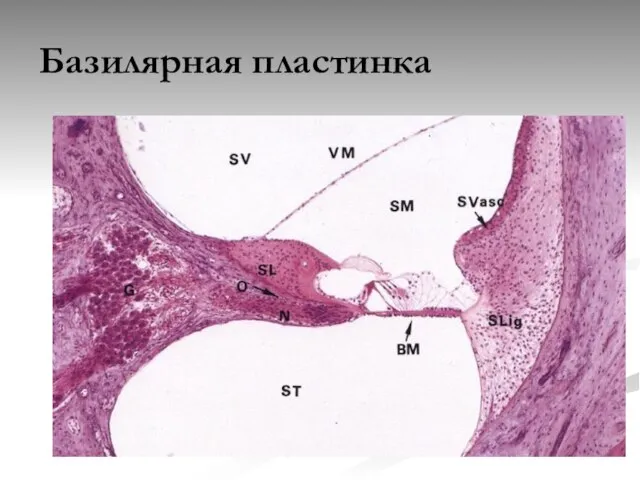 Базилярная пластинка