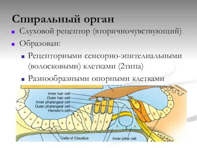 Спиральный орган Слуховой рецептор (вторичночувствующий) Образован: Рецепторными сенсорно-эпителиальными (волосковыми) клетками (2типа) Разнообразными опорными клетками