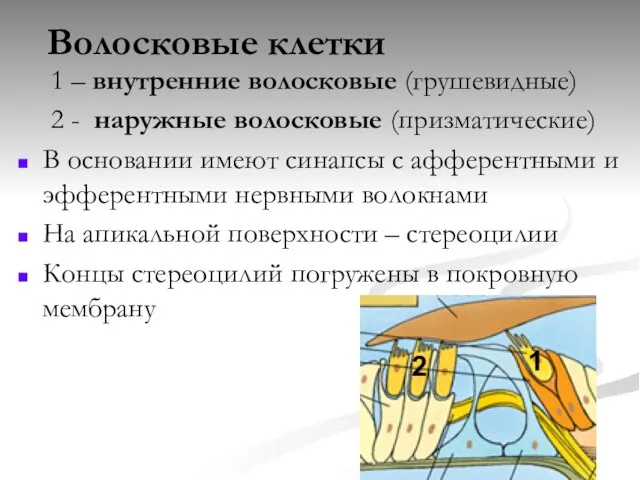 Волосковые клетки 1 – внутренние волосковые (грушевидные) 2 - наружные волосковые (призматические)