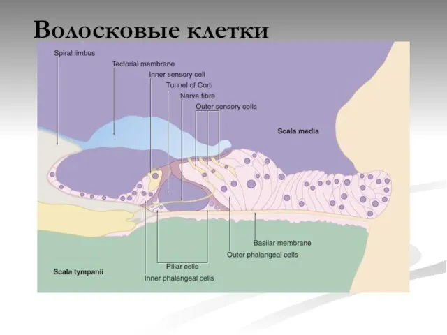 Волосковые клетки