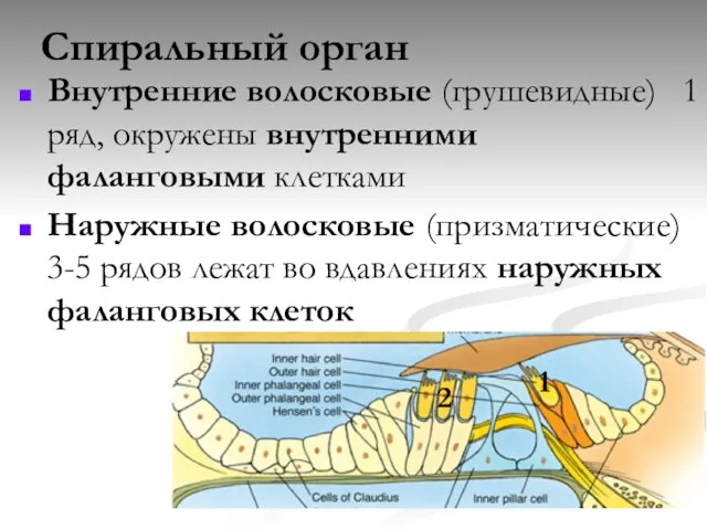 Спиральный орган Внутренние волосковые (грушевидные) 1 ряд, окружены внутренними фаланговыми клетками Наружные