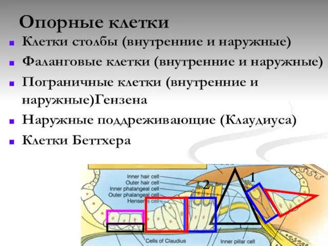 Опорные клетки Клетки столбы (внутренние и наружные) Фаланговые клетки (внутренние и наружные)