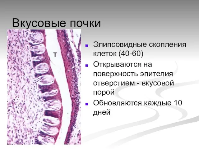 Вкусовые почки Элипсовидные скопления клеток (40-60) Открываются на поверхность эпителия отверстием -