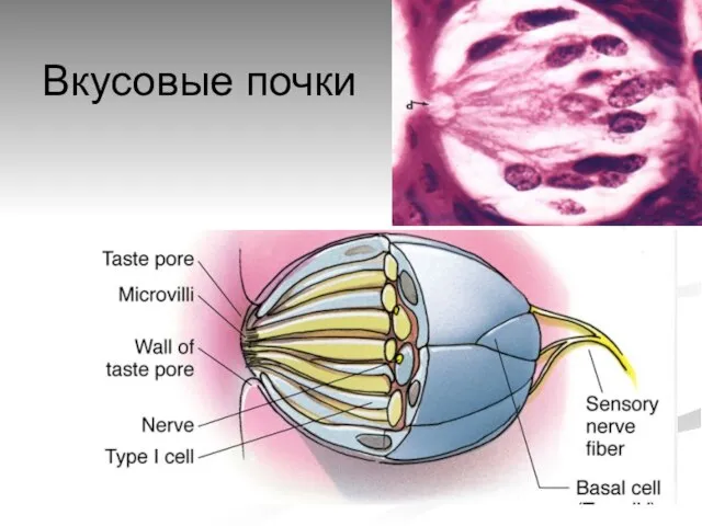 Вкусовые почки