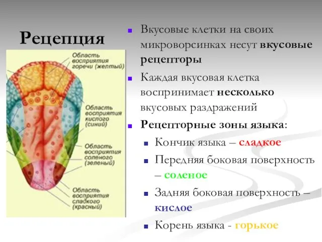 Рецепция Вкусовые клетки на своих микроворсинках несут вкусовые рецепторы Каждая вкусовая клетка