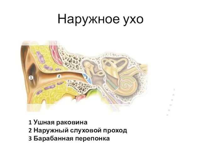 Наружное ухо 1 Ушная раковина 2 Наружный слуховой проход 3 Барабанная перепонка