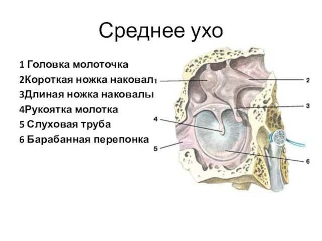 Среднее ухо 1 Головка молоточка 2Короткая ножка наковальни 3Длиная ножка наковальни 4Рукоятка