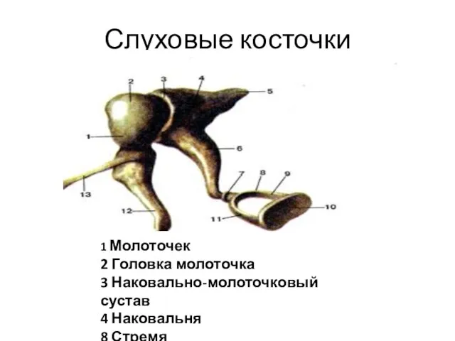 Слуховые косточки 1 Молоточек 2 Головка молоточка 3 Наковально-молоточковый сустав 4 Наковальня 8 Стремя