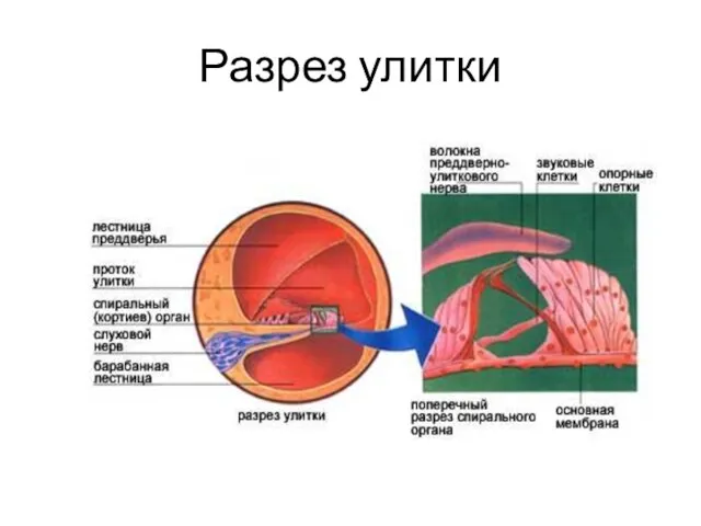 Разрез улитки