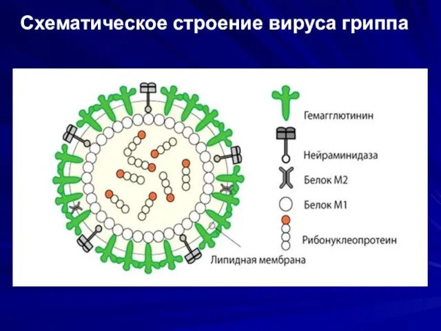 Схематическое строение вируса гриппа