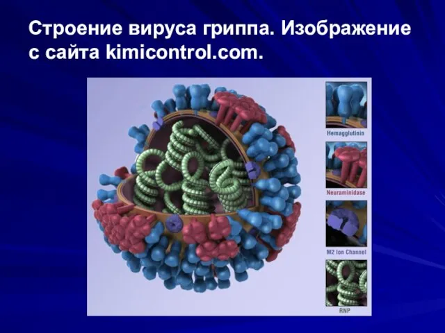 Строение вируса гриппа. Изображение с сайта kimicontrol.com.