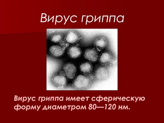 Вирус гриппа имеет сферическую форму диаметром 80—120 нм. Вирус гриппа