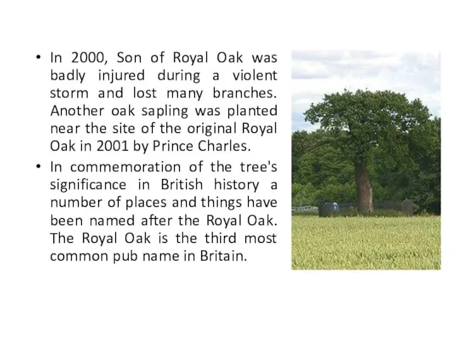 In 2000, Son of Royal Oak was badly injured during a violent
