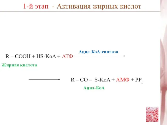 R – COOH + HS-KoA + АТФ 1-й этап - Активация жирных