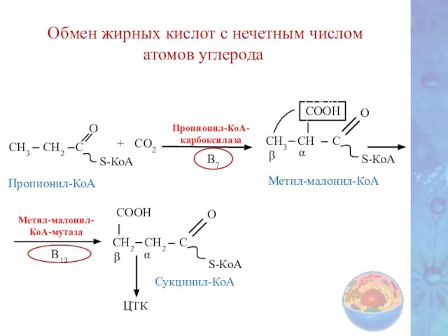 Обмен жирных кислот с нечетным числом атомов углерода Метил-малонил- КоА-мутаза В12