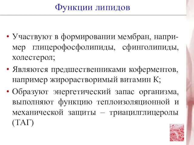 Функции липидов Участвуют в формировании мембран, напри-мер глицерофосфолипиды, сфинголипиды, холестерол; Являются предшественниками