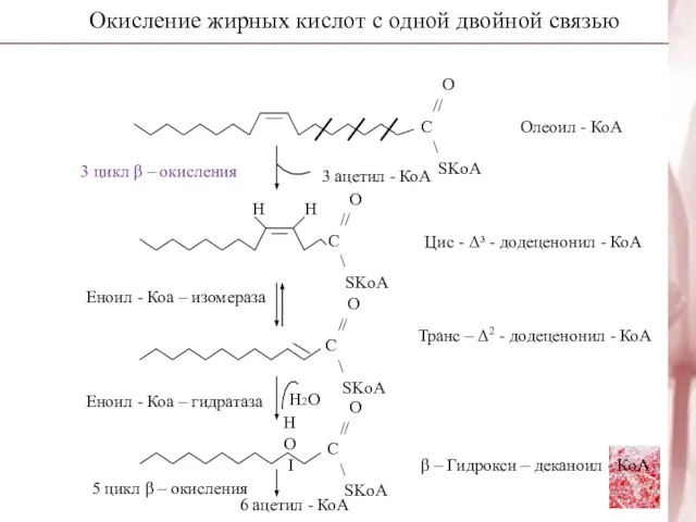 Окисление жирных кислот с одной двойной связью Н2О 3 цикл β –