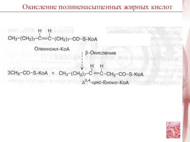 Окисление полиненасыщенных жирных кислот