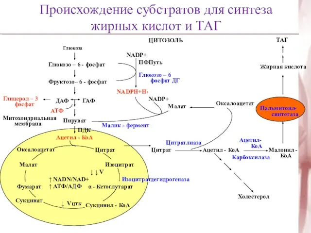 Происхождение субстратов для синтеза жирных кислот и ТАГ Глюкоза Глюкозо – 6